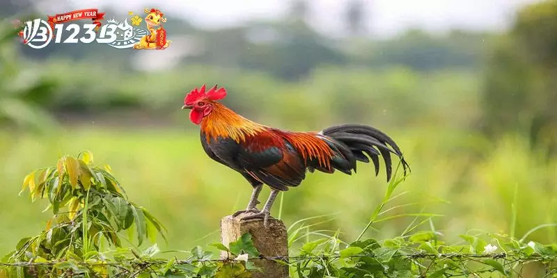 33 Loại Gà Thần Kê Gà Chọi Đỉnh Cao Khiến Đối Thủ Khiếp Sợ