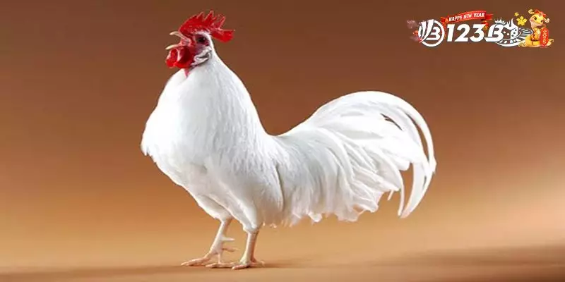 Cách Lên Cựa Gà Tre Siêu Hiệu Qủa - Dân Chơi Phải Biết