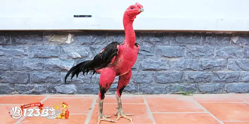 Có Nên Cho Gà Chọi Uống Nước Đường Trước Khi Đá?