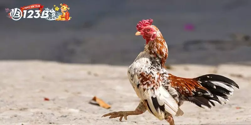 Gà Khét - Chiến Kê Được Săn Đón Bậc Nhất Tại Các Trường Gà