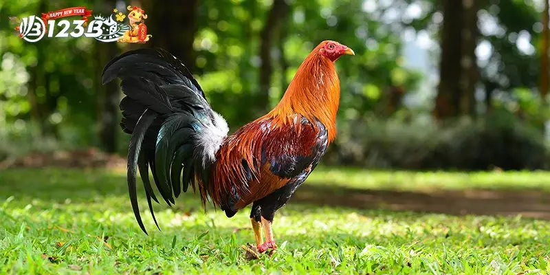 Gà Mỹ Rặc - Sự Lựa Chọn Số 1 Trong Cá Độ Đá Gà Quốc Tế