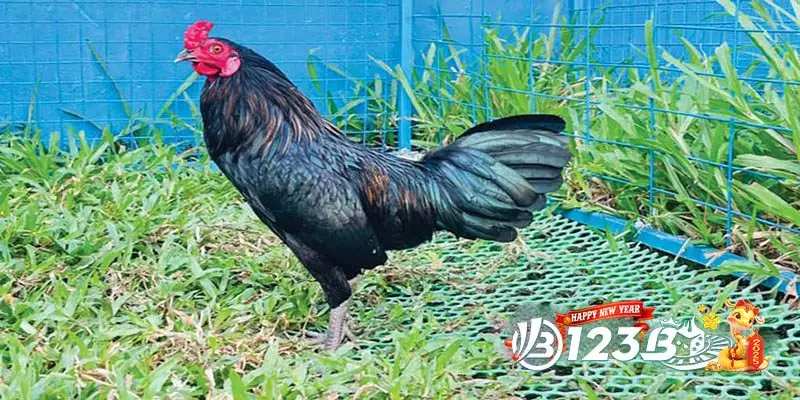 Gà Ô Chân Trắng - Huyền Thoại Trong Làng Gà Chọi Việt Nam