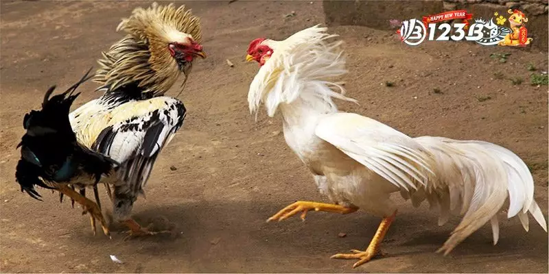 Luật Chấp Trong Gà Đá - Mẹo Đọc Vị Trận Đấu Như Cao Thủ