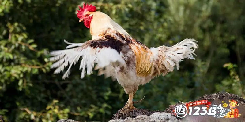 Mắt Gà Chọi Lì - Dấu Hiệu Nhận Biết Chiến Kê Dũng Mãnh