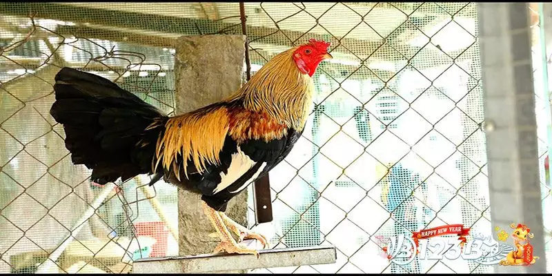 Trại Gà Đá Sàn Đấu Thử Tài Lựa Chọn Chiến Kê Xuất Sắc Nhất